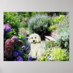 Poodle Garden Print