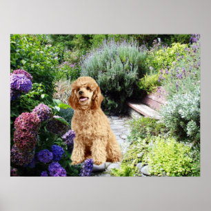 Poodle Garden Print