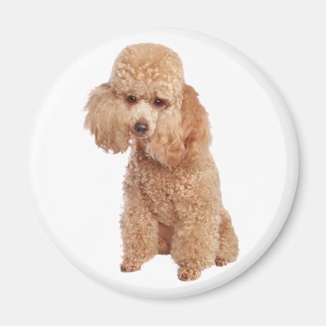 Poodle Magnet (Front)