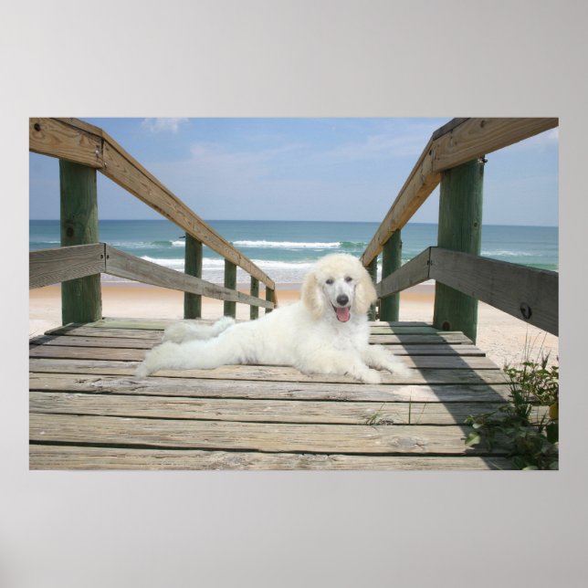 Poodle On Boardwalk Poster (Front)