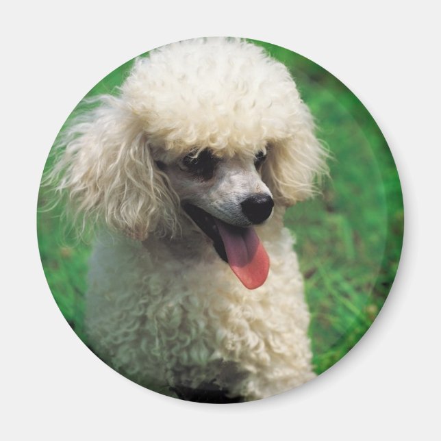 Poodle On Grass Magnet (Front)