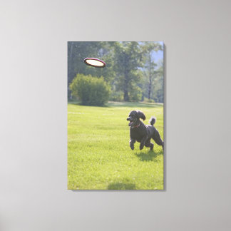 Poodle playing frisbee canvas print