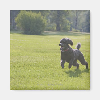 Poodle playing frisbee magnet