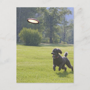 Poodle playing frisbee postcard