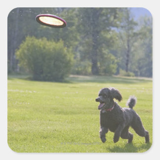 Poodle playing frisbee square sticker