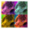 Poodle Pop Art Colourful Style