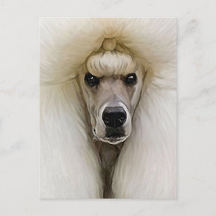 Poodle Postcard