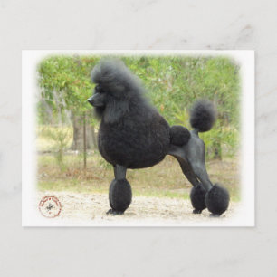 Poodle Postcard