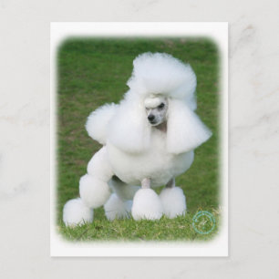Poodle Postcard