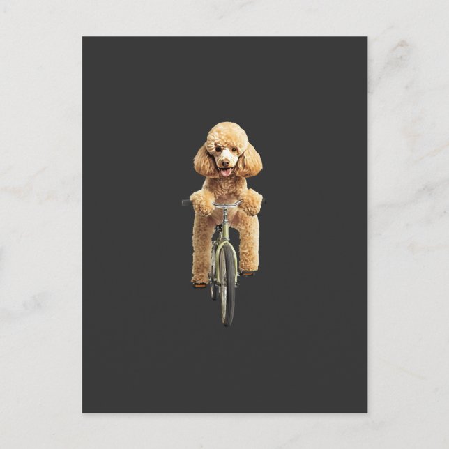 Poodle  postcard (Front)