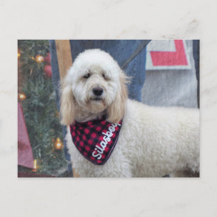 Poodle Postcard