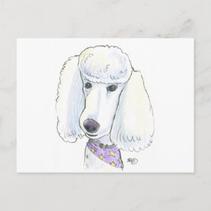 Poodle Postcard