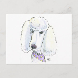 poodle postcard