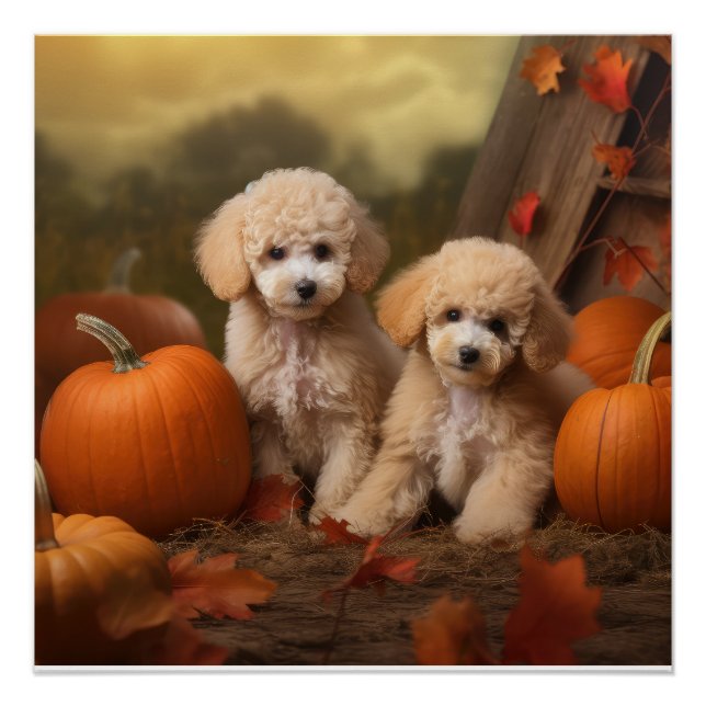 Poodle Puppy Autumn Delight Pumpkin Poster (Front)