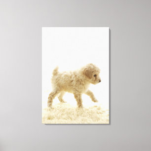 Poodle Puppy Canvas Print