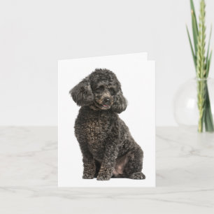 Poodle Puppy Dog Thinking of You Hello Blank Card