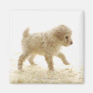Poodle Puppy Magnet