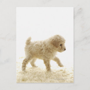 Poodle Puppy Postcard