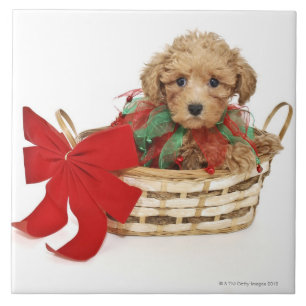 Poodle puppy sitting in Christmas basket Tile