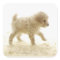 Poodle Puppy