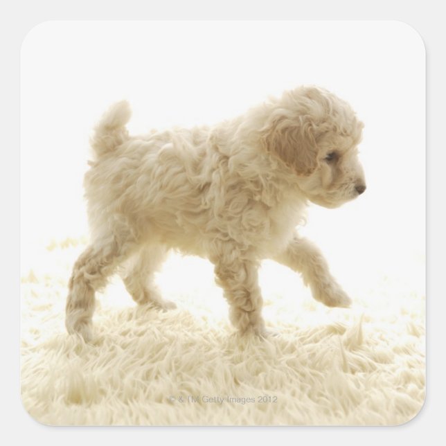 Poodle Puppy Square Sticker (Front)