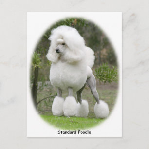 Poodle Standard 9Y199D-029 Postcard