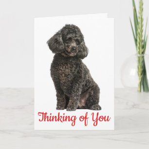Poodle Thinking of You Hello Miss You Puppy Dog Card