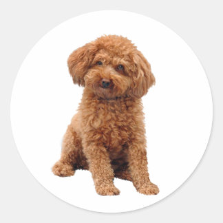 Poodle - Toy (Apricot) Classic Round Sticker