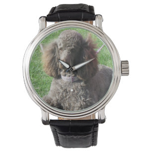 Poodle Watch