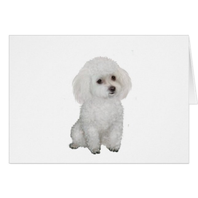 Poodle - white 1 (Front Horizontal)
