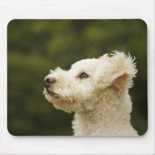 Poodle (white) 2 mouse pad