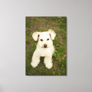 Poodle (white) canvas print