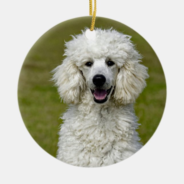 Poodle White Dog Photo Ceramic Tree Decoration (Front)
