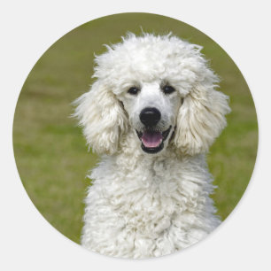 Poodle White Dog Photo Classic Round Sticker