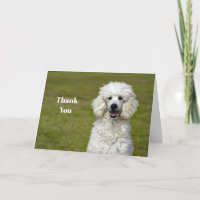 Poodle White Dog Photo