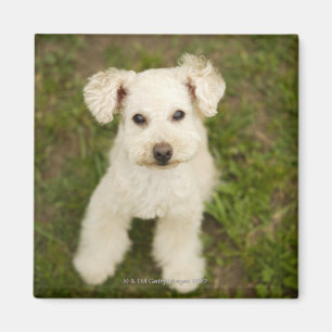 Poodle (white) magnet
