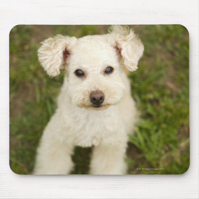 Poodle (white) mouse pad (Front)
