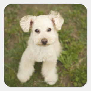 Poodle (white) square sticker