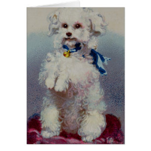 Poodle with blue ribbon