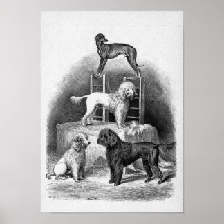 "Poodles and a Whippet" Poster