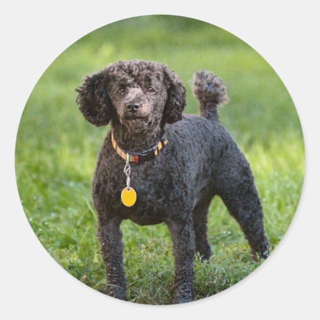Poodles Classic Round Sticker (Front)
