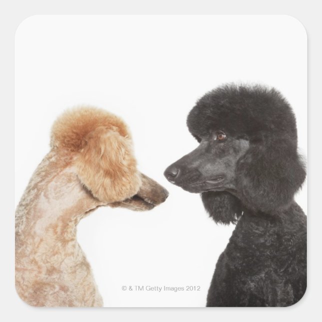 Poodles examining each other square sticker (Front)