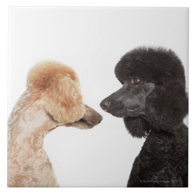 Poodles examining each other tile (Front)