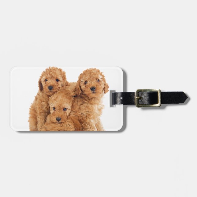 Poodles Luggage Tag (Front Horizontal)
