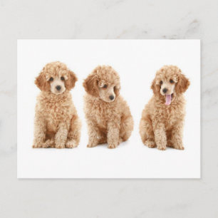 Poodles Postcard