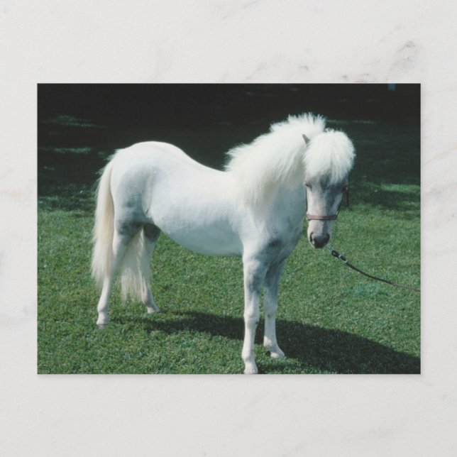 Poofy White Pony Postcard (Front)