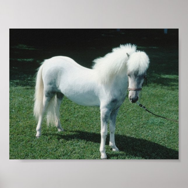 Poofy White Pony Poster (Front)