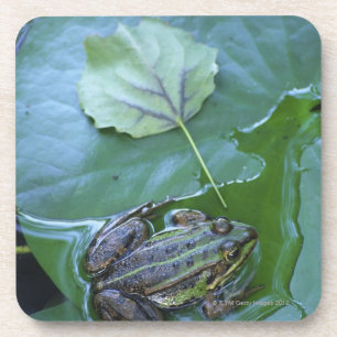 Pool Frog, Amperauen, Germany Coaster