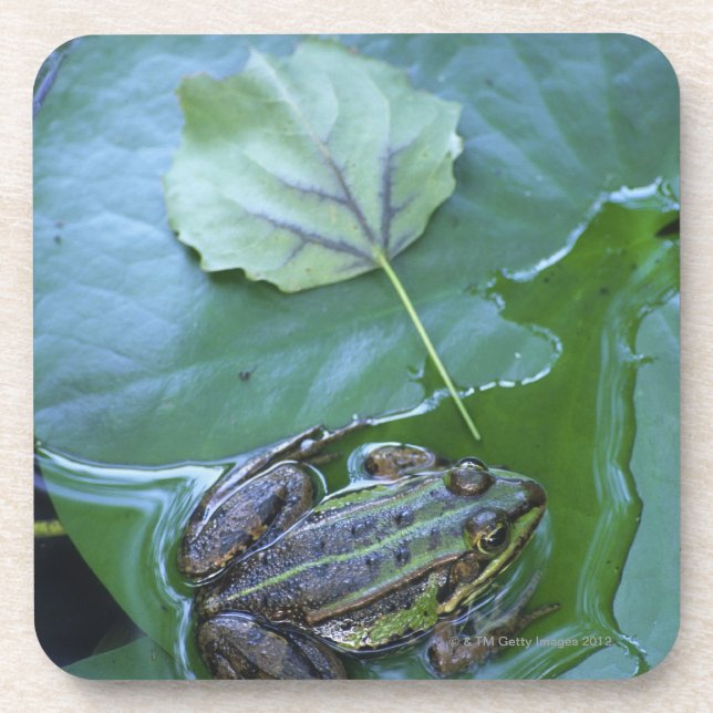Pool Frog, Amperauen, Germany Coaster (Front)