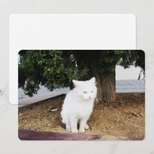 Pooping Cat Flat Holiday Card